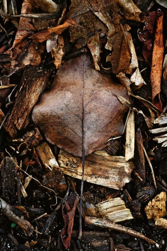 Symbolic representation of Samhain