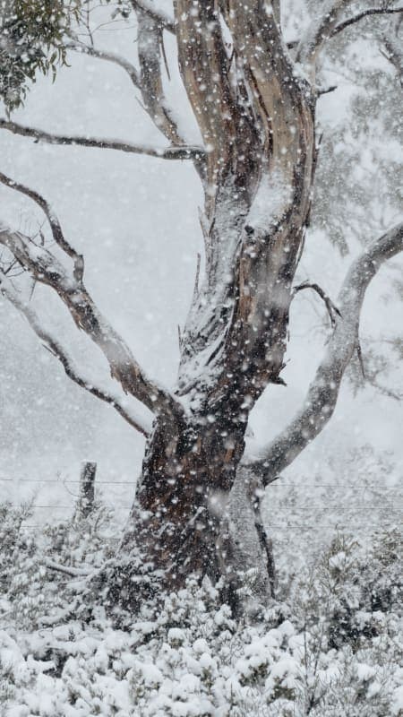 Symbolic representation of Yule